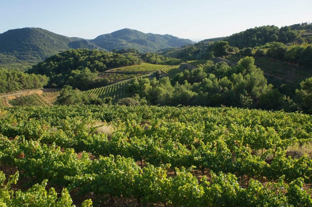 A beautiful, green landscape of lush wine vineyards.