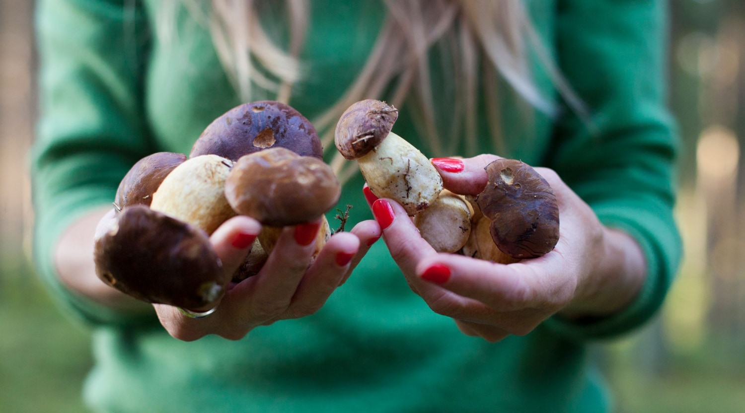 A Brief Guide to Mushroom Growing