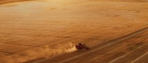 The organic wheat fields of Big Sandy, Montana.